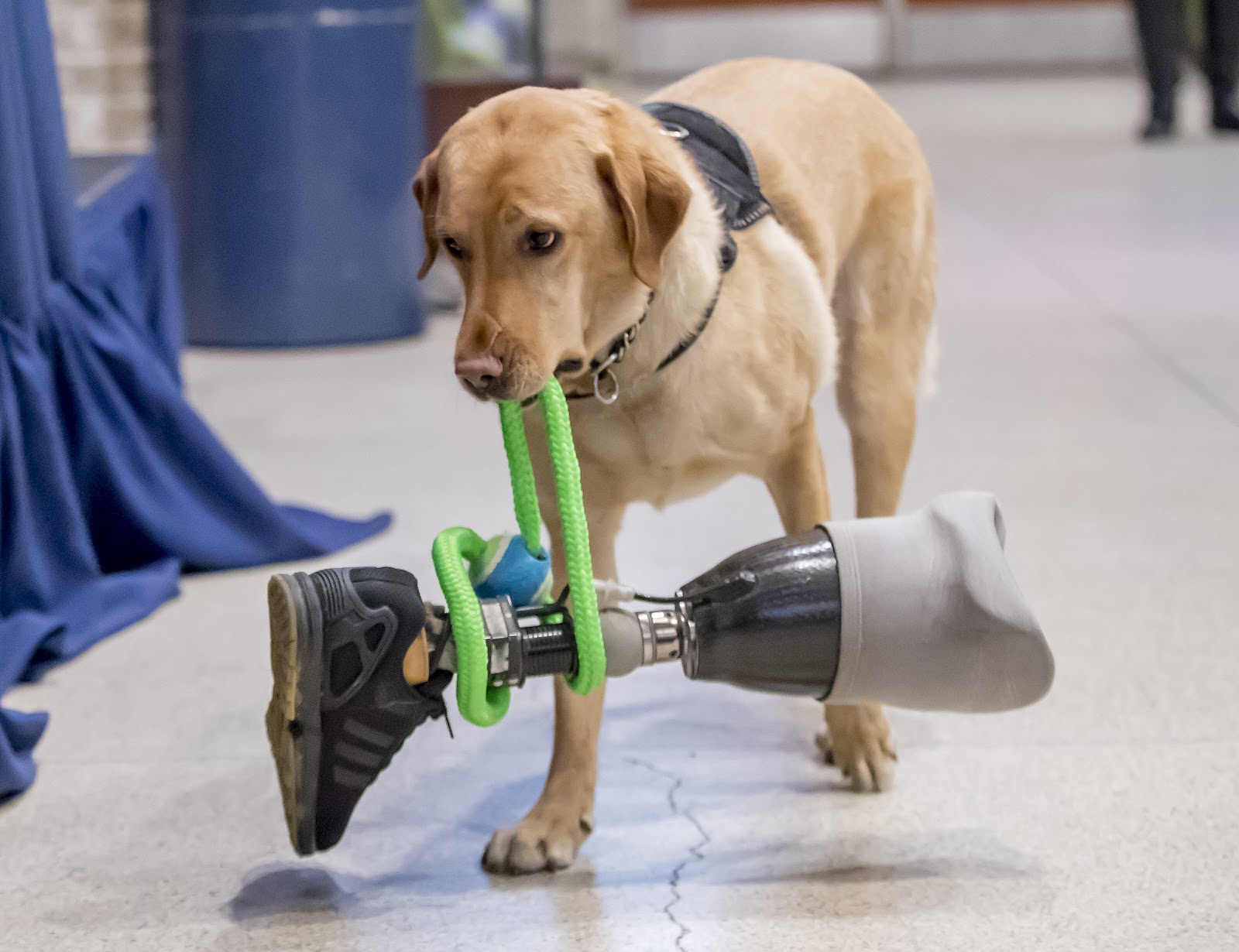 Service Dog Bringing Prosthetic