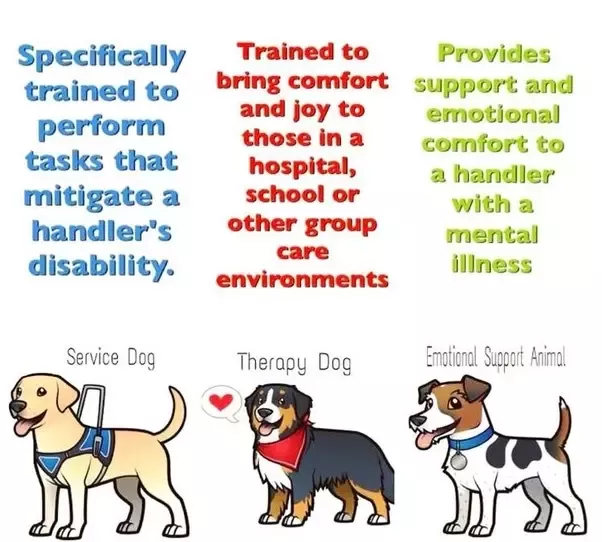 Types of Service Animals